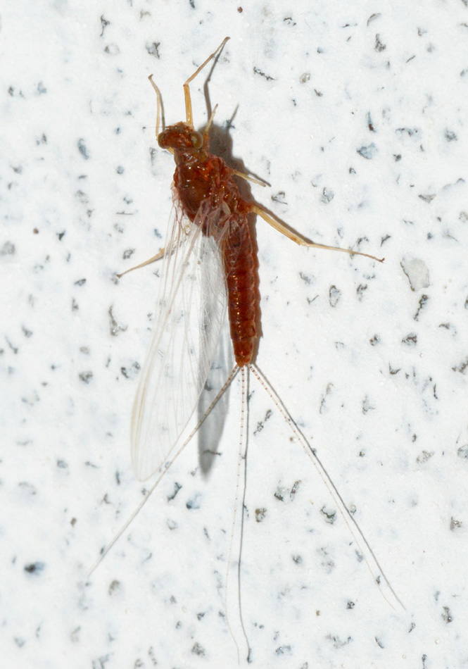 Serratella ignita imago femmina